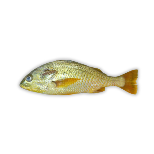 Fresh-Javelin-Fish-Dhotar-Fish-for-online-Seafood-Delivery-in-Pakistan-1