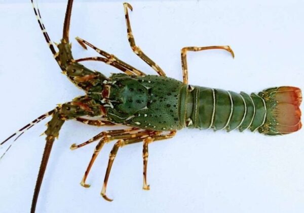 Green-Lobster-1-768x539