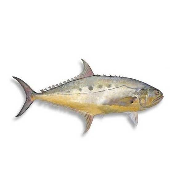 Saram-fish-1Kg