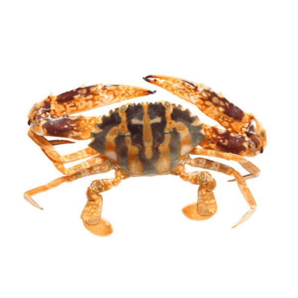Tiger-Crabs-768x768