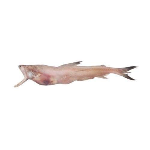 bombay-duck-bombil